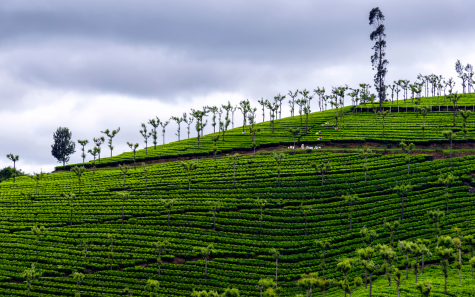 Ooty tea estate | Ooty hill station tour | Ooty tea gardens