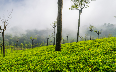 Scenic view of Ooty tea gardens and mist-covered hills – Ooty tour packages from Hyderabad”